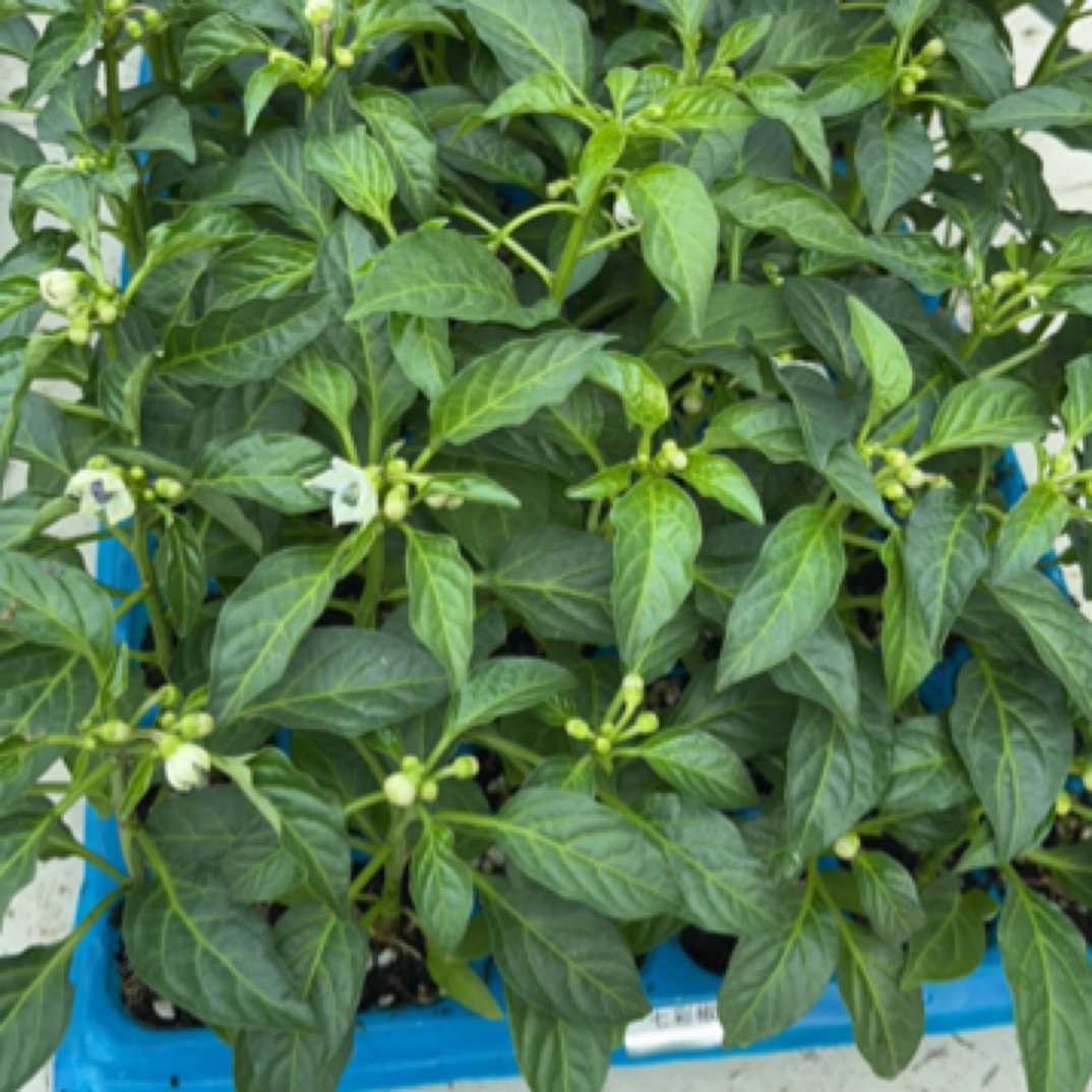 辣椒盆栽七彩椒可食用带果朝天椒庭院阳台种植观赏食用花卉绿植