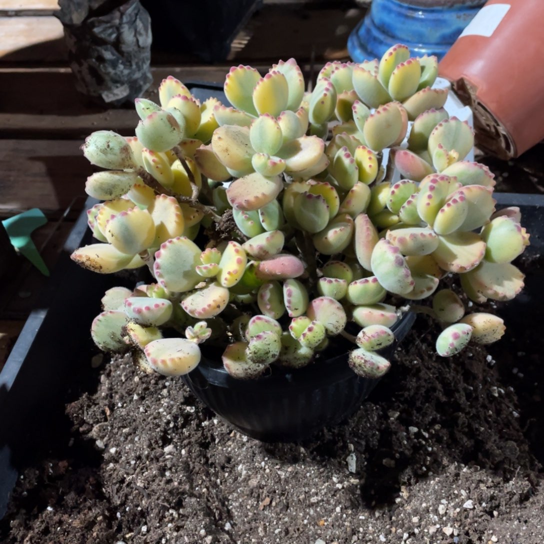 ?**?淘多肉熊童子一个