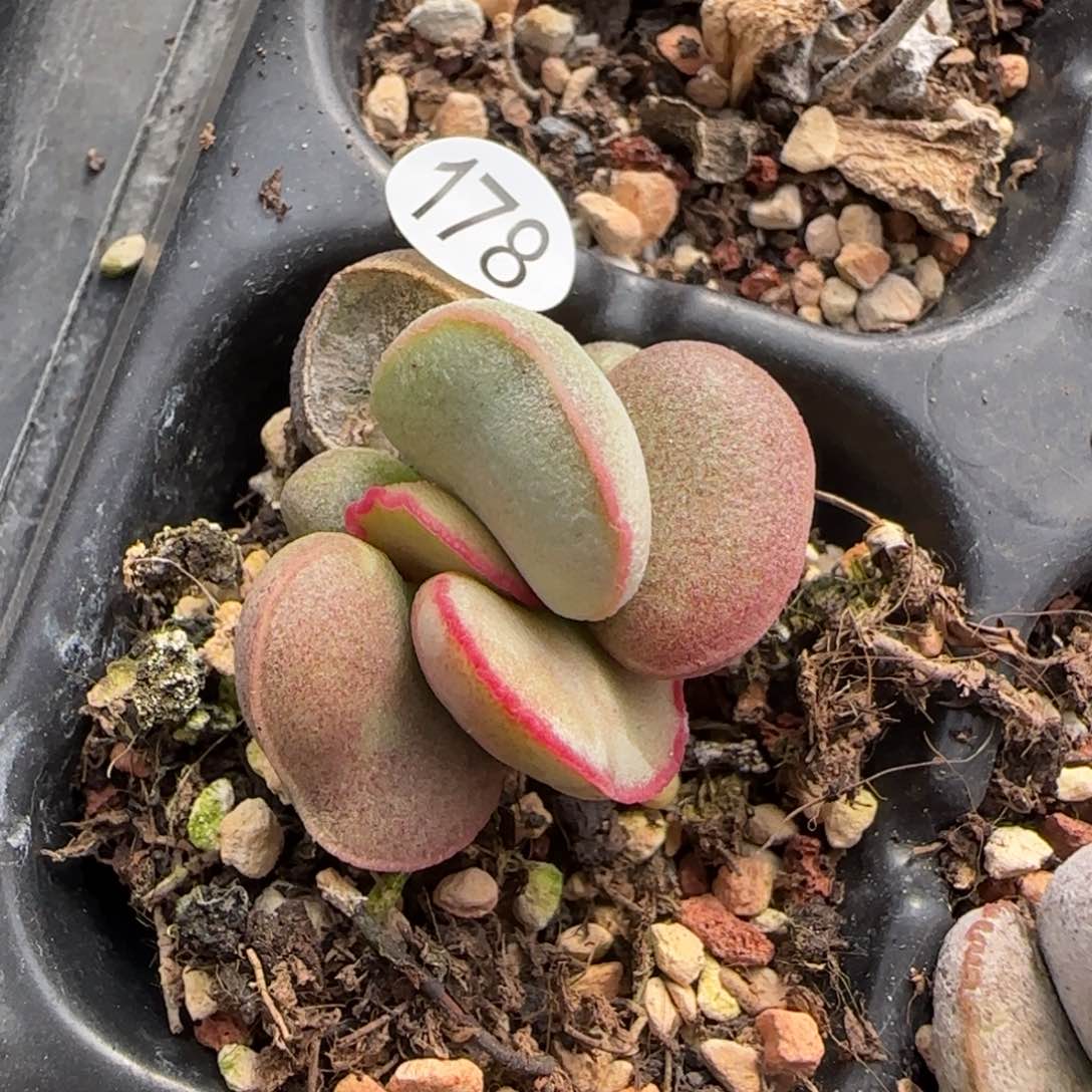 粉雪蛋多肉水泡植物178