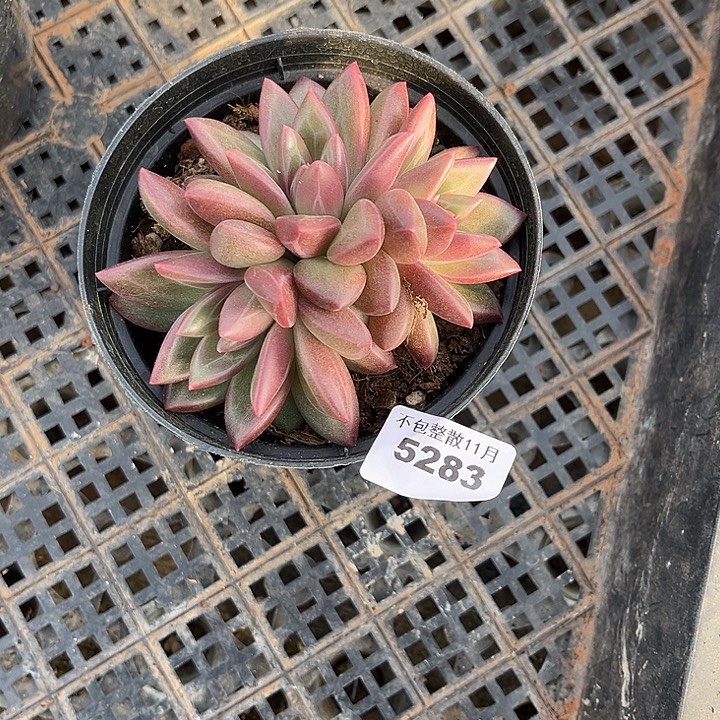 阿雅园艺。        5283迷雾泡泡