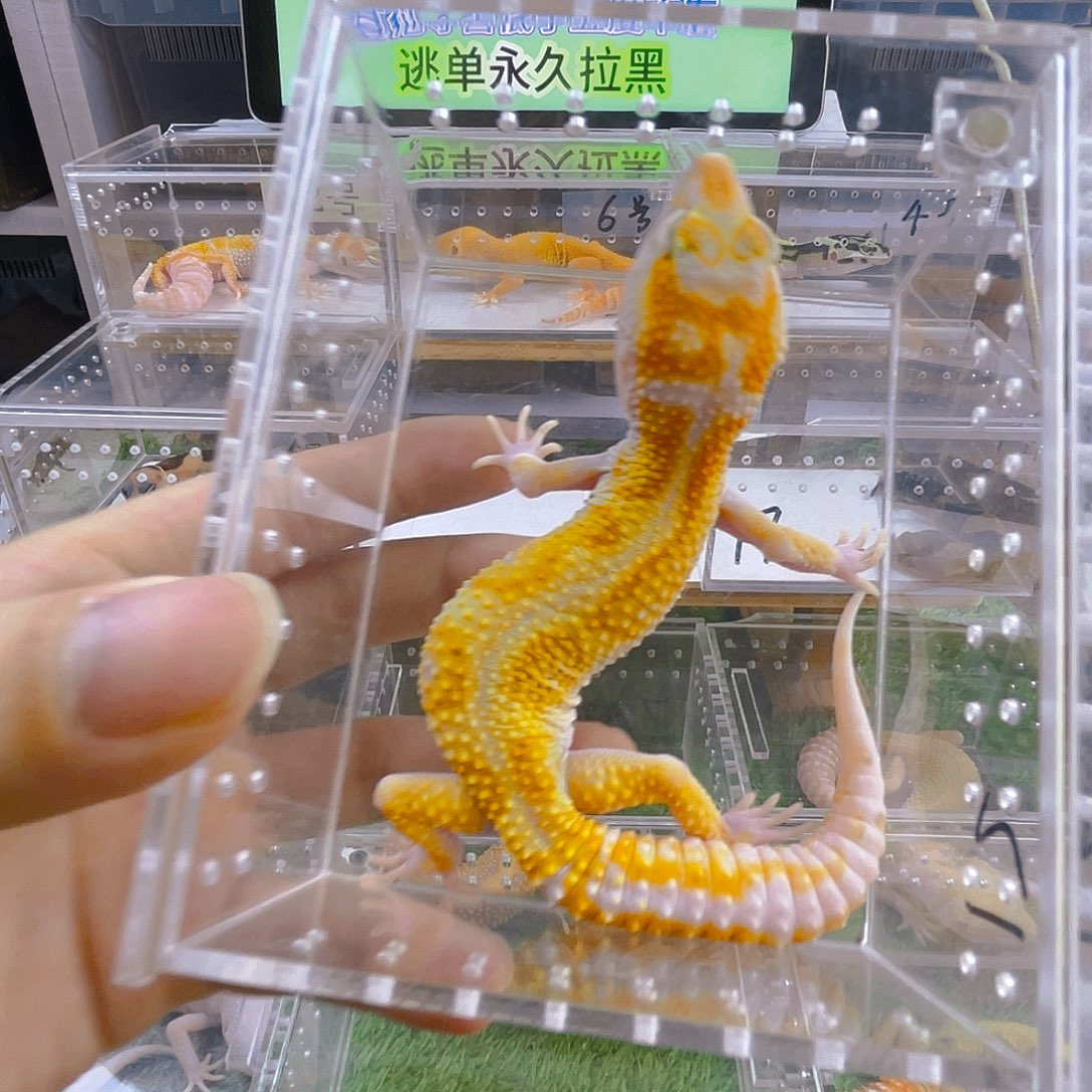 豹纹守宫守宫可爱好看迷人气质