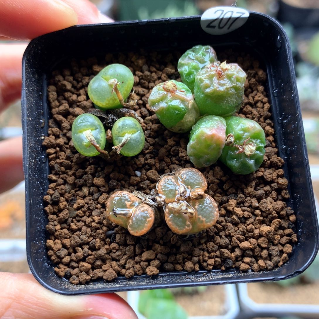 肉锥勋章母本方烧母本脱土