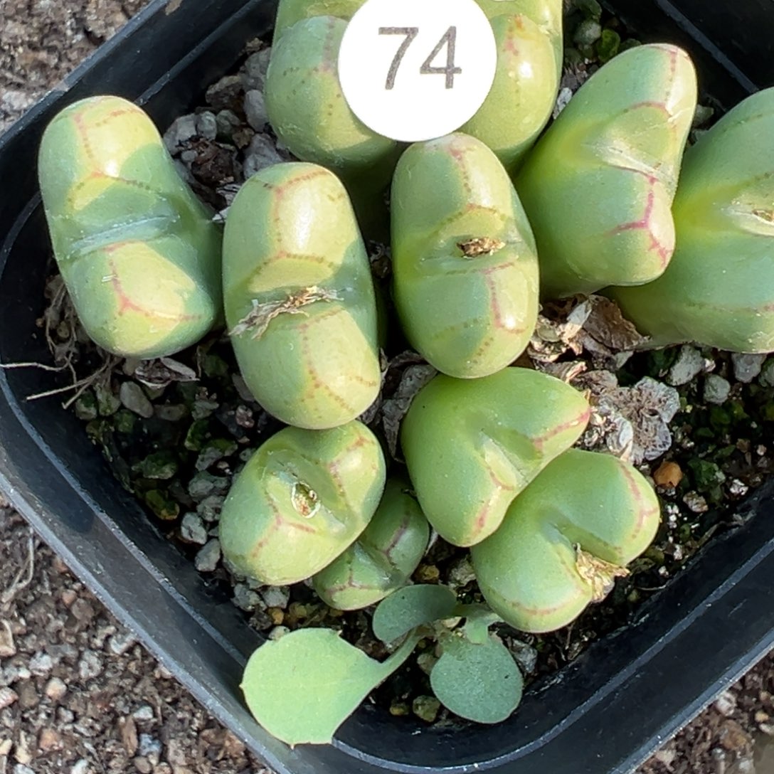 ◎***。多肉植物1111111111111