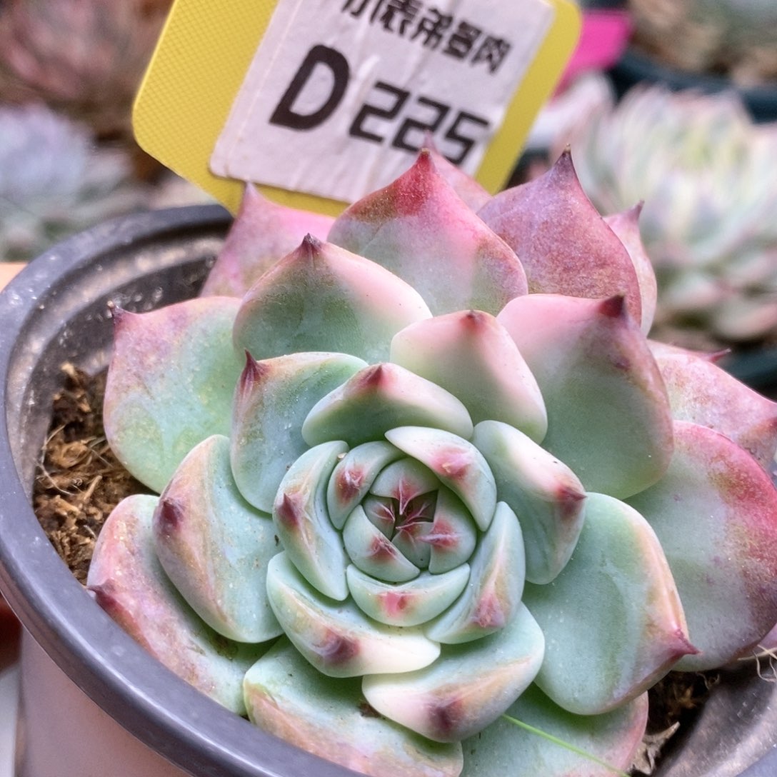 D225锦锦锦锦锦锦锦