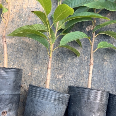 B***店金钻凤梨2596380569558