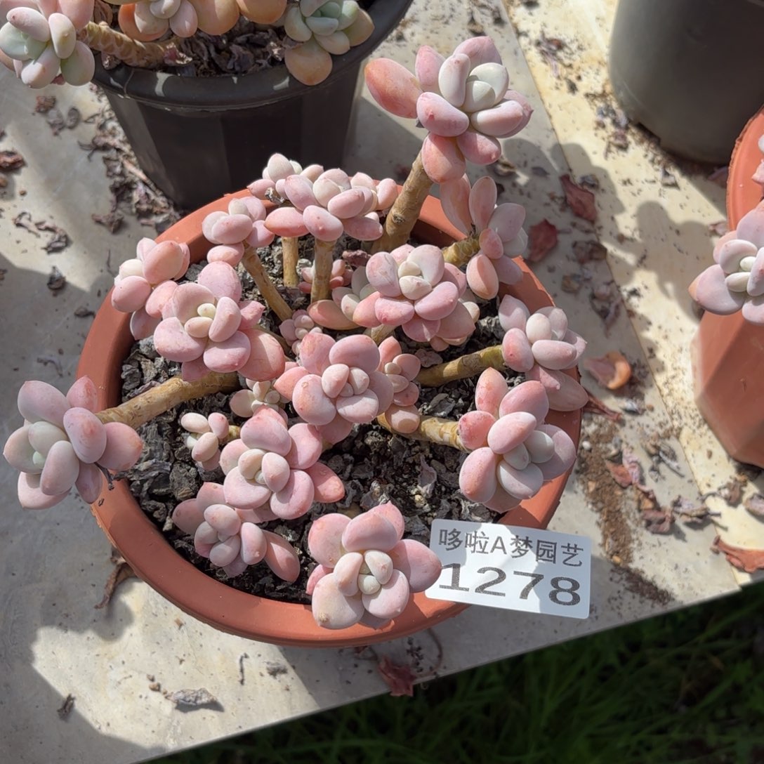 开开心心每一天象牙