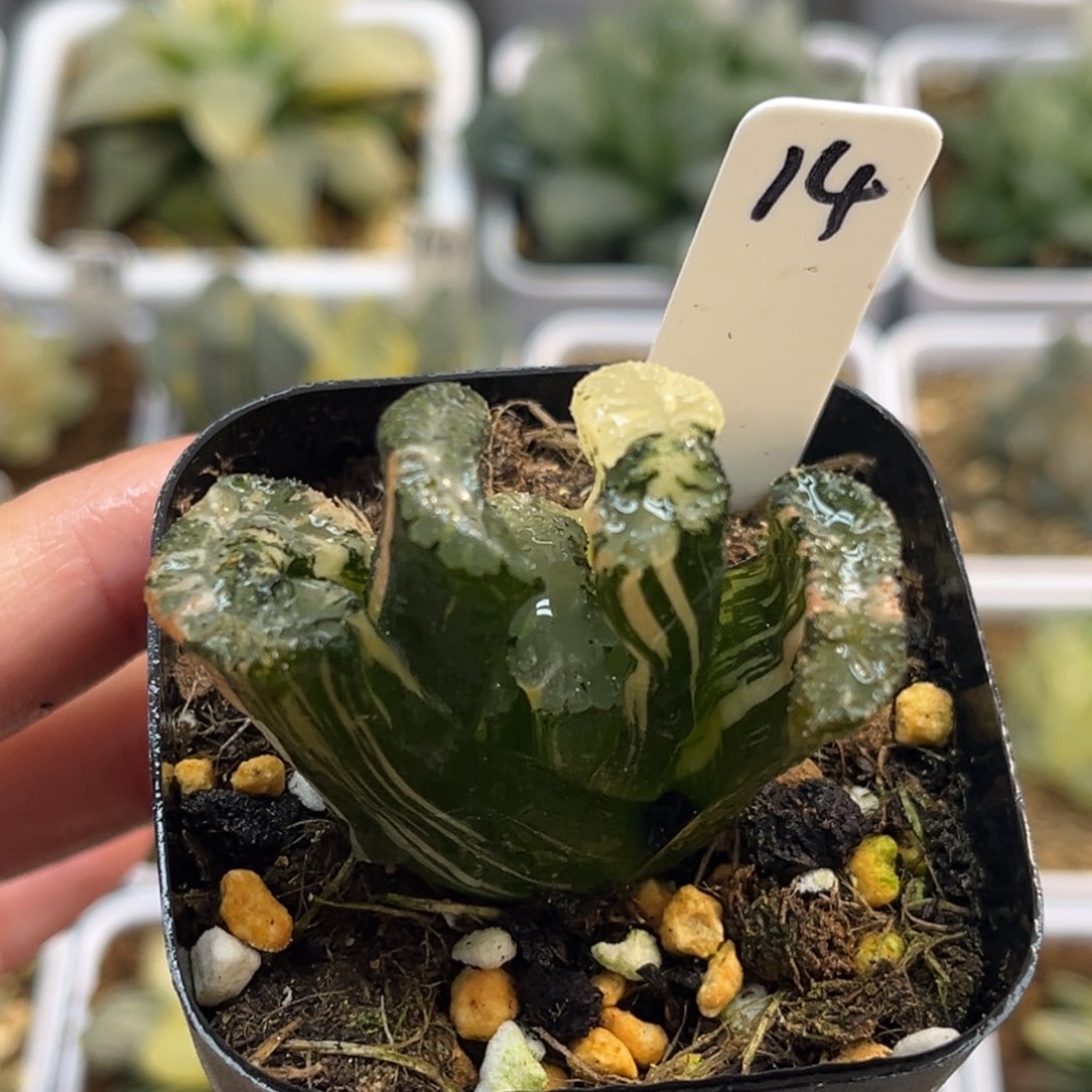 14黑武泰玉扇锦福利专场