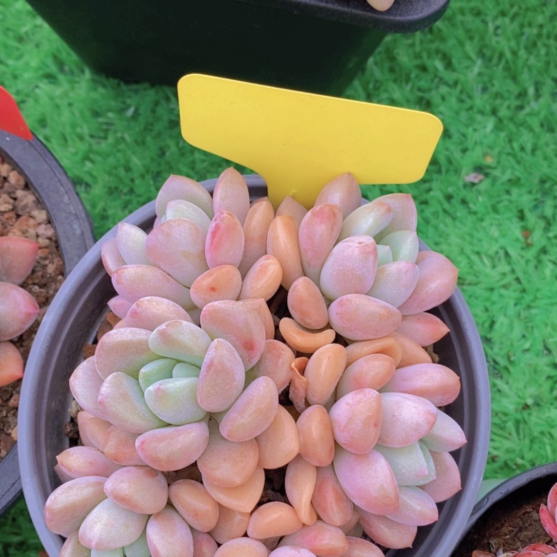 女神活动，多肉植物，一单包邮