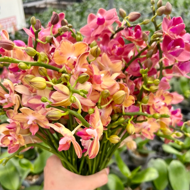 植趣花卉【智多星】闪边小香花3.0加高苗 易返祖易出多梗