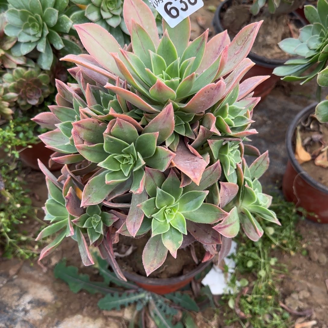 红叶多肉638满28包邮断枝不包