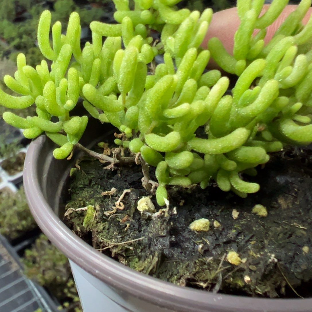 花斑锦90杯老桩福利