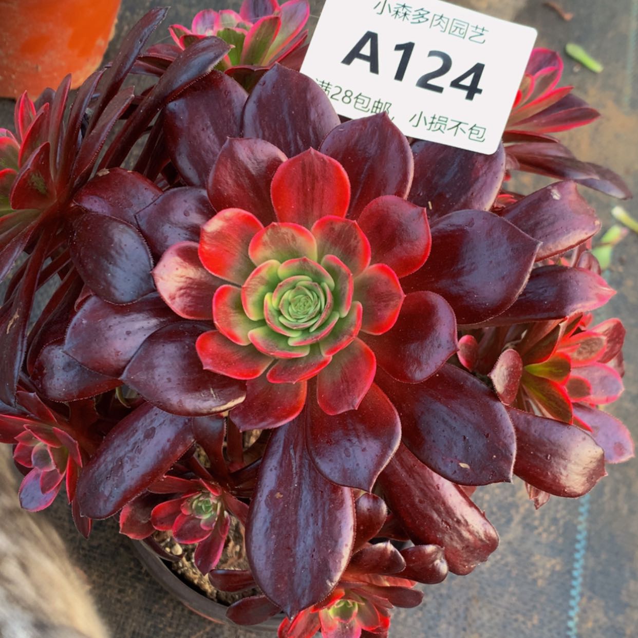 【闪购商品】124婚纱多肉