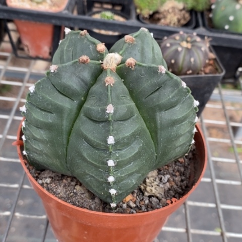 大龟甲鸾凤玉8仙人球