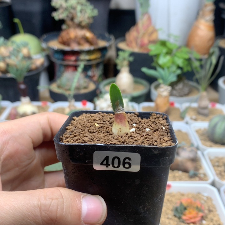 巨波叶血莲小苗带盆406