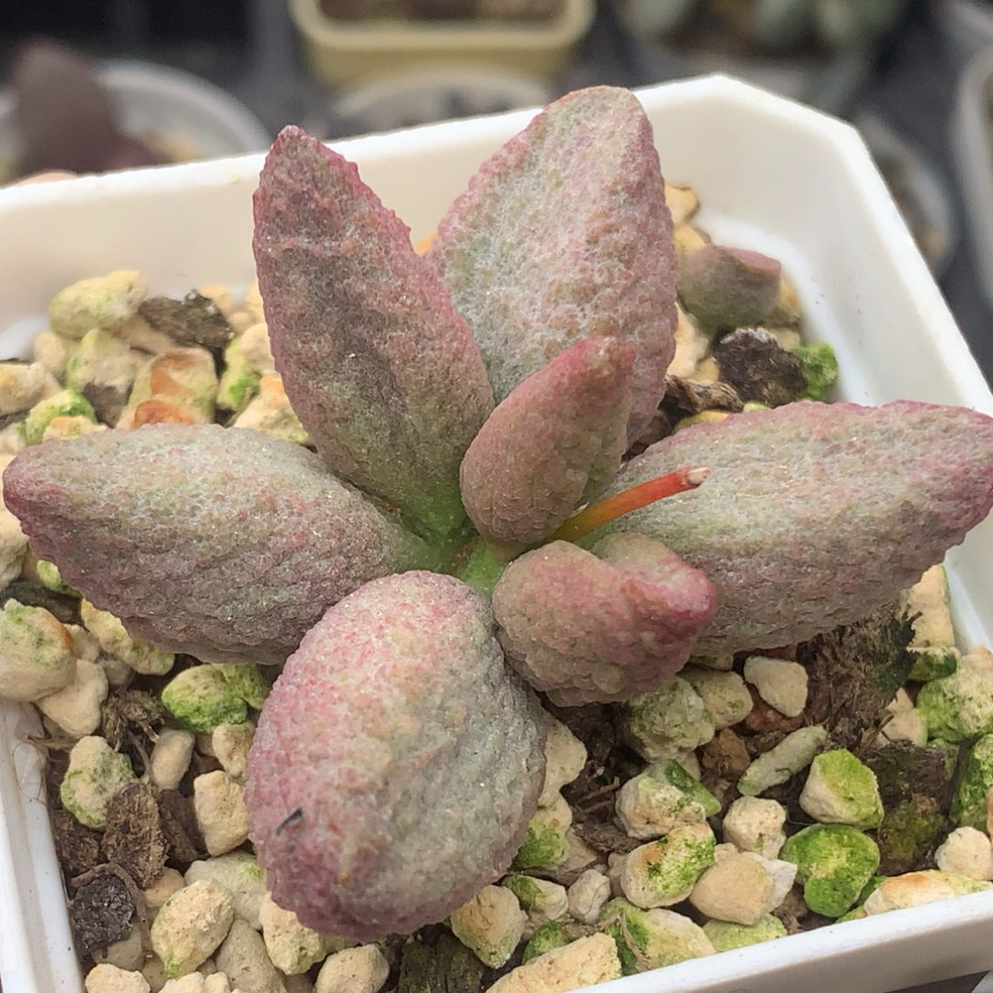 实生水泡一物一拍 多肉植物盆栽新手好养番杏科办公室花卉绿植