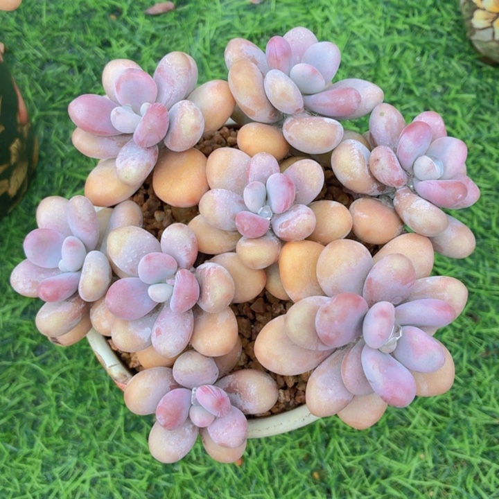 多肉桃蛋一物一拍