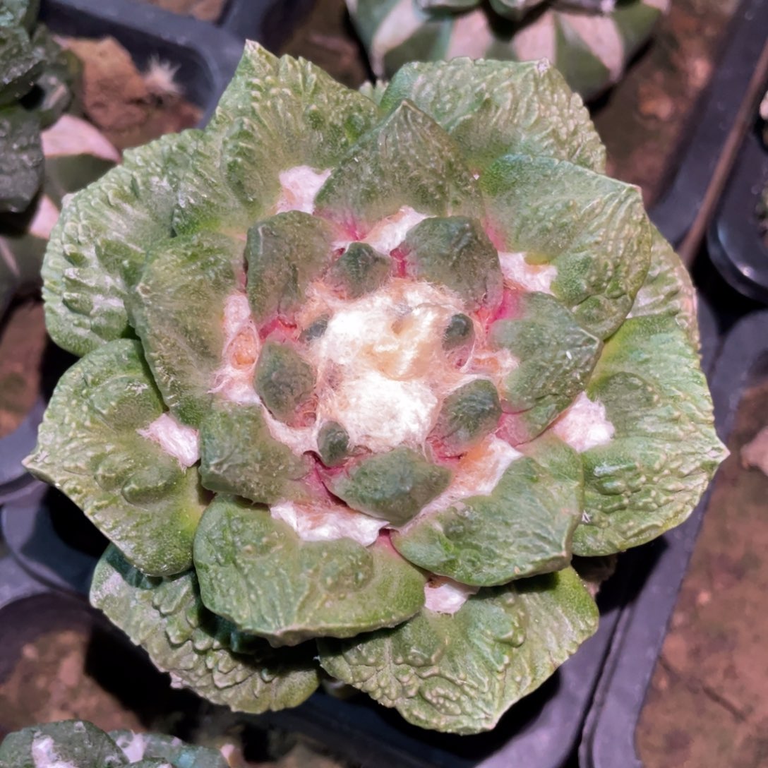 黄体大型菜花牡丹锦 仙人球