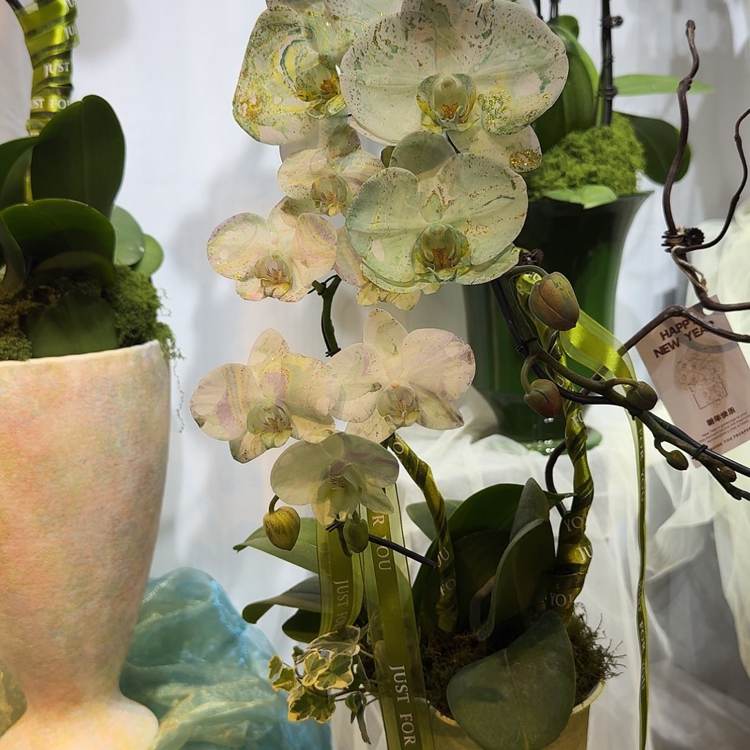 完全开放蝴蝶兰一物一拍