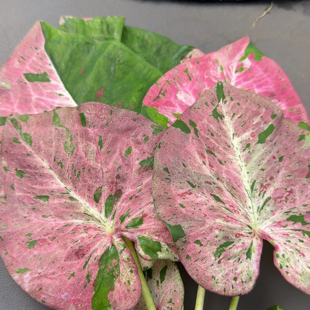 2003-1024广东发货实生