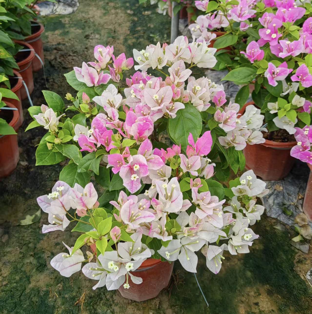 【漳红樱】百变花蝴蝶爆款四季超勤花三角梅新手易养阳台庭院