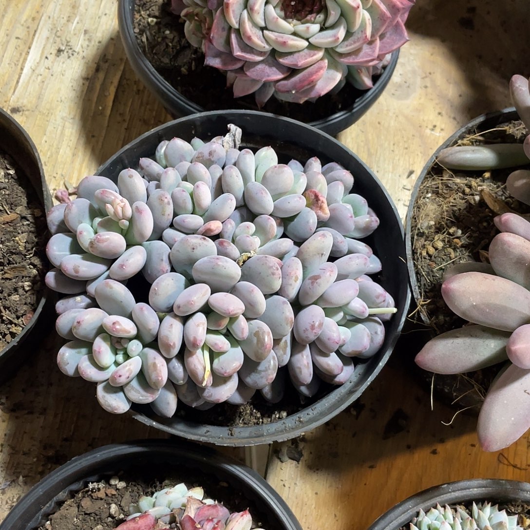 香香雪满20包邮脱土发货