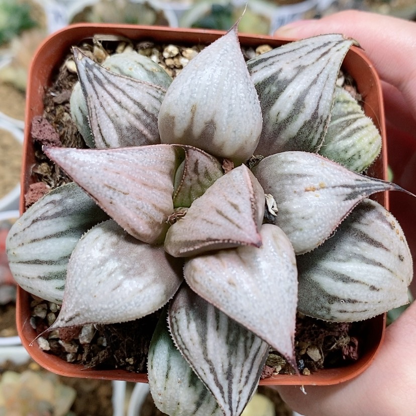 【闪购商品】97皇妃母本