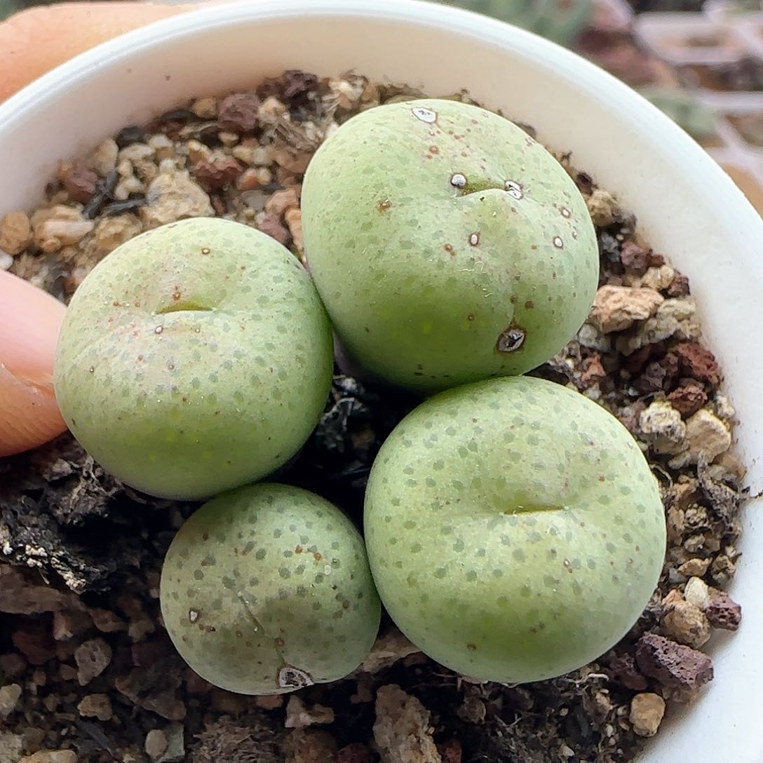 脱土发货28包邮25813