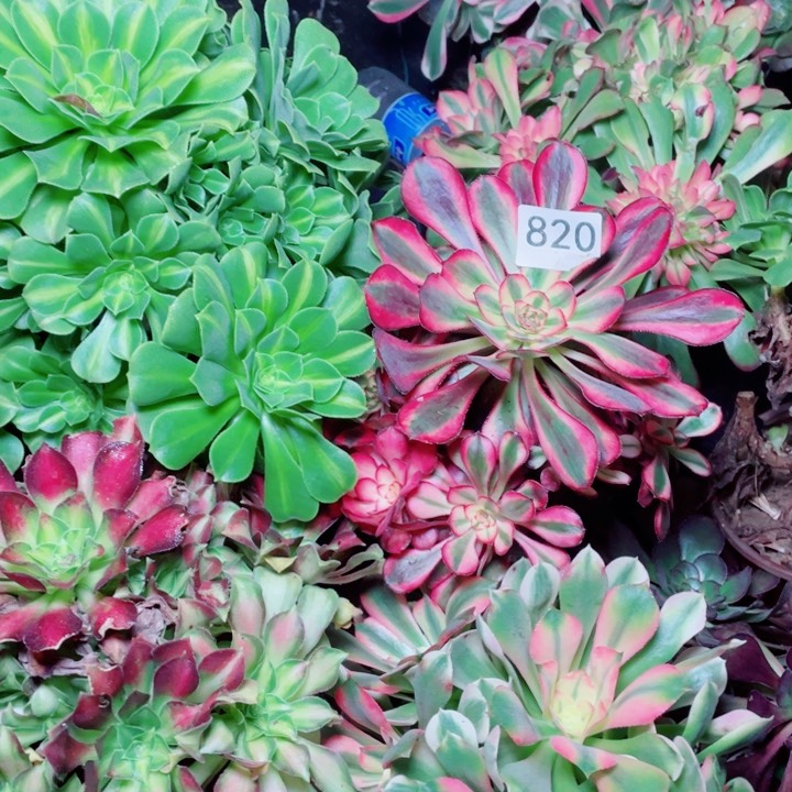 多肉植物组合820