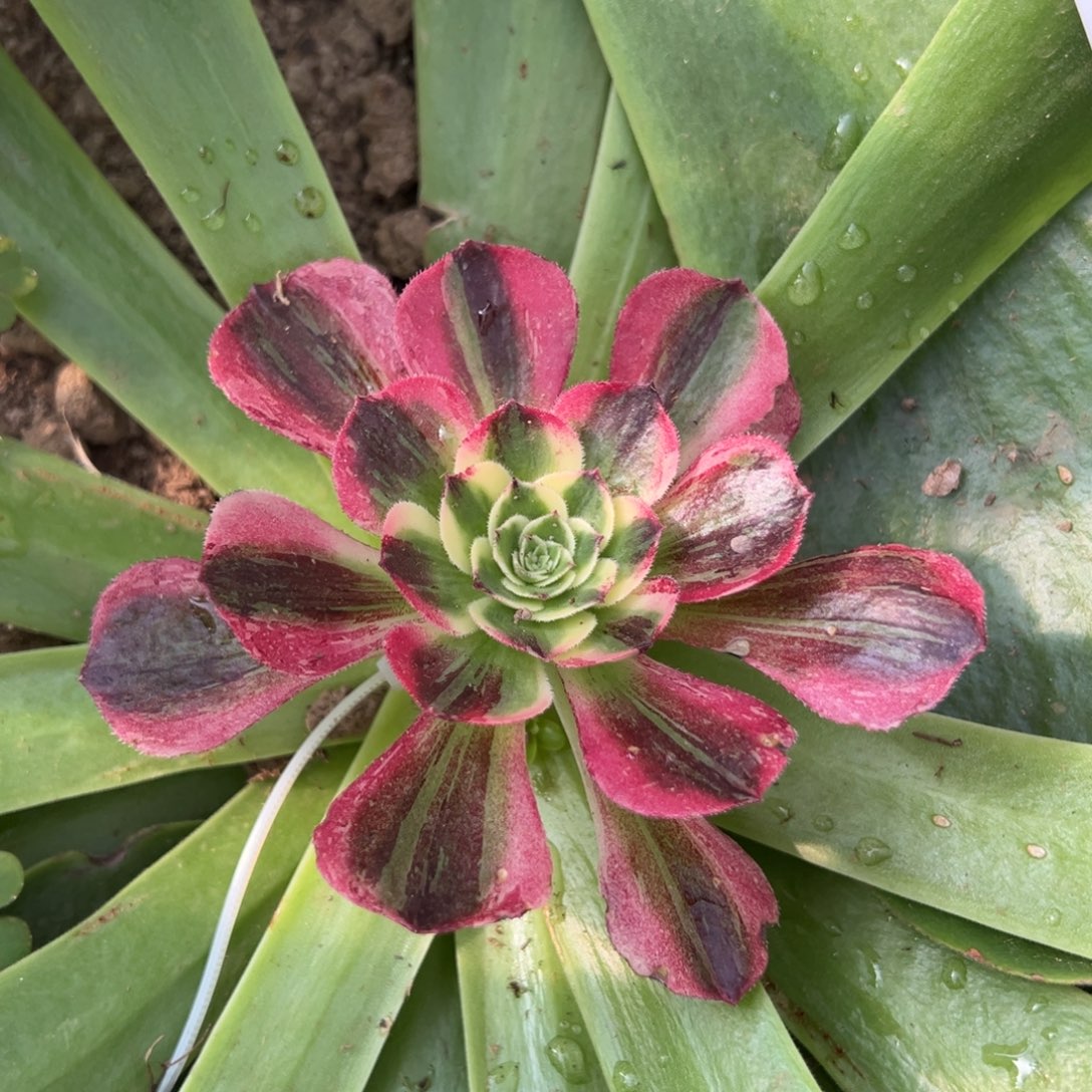 33伯爵嫁接多肉椅子