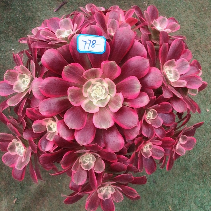 778凤冠多肉法师