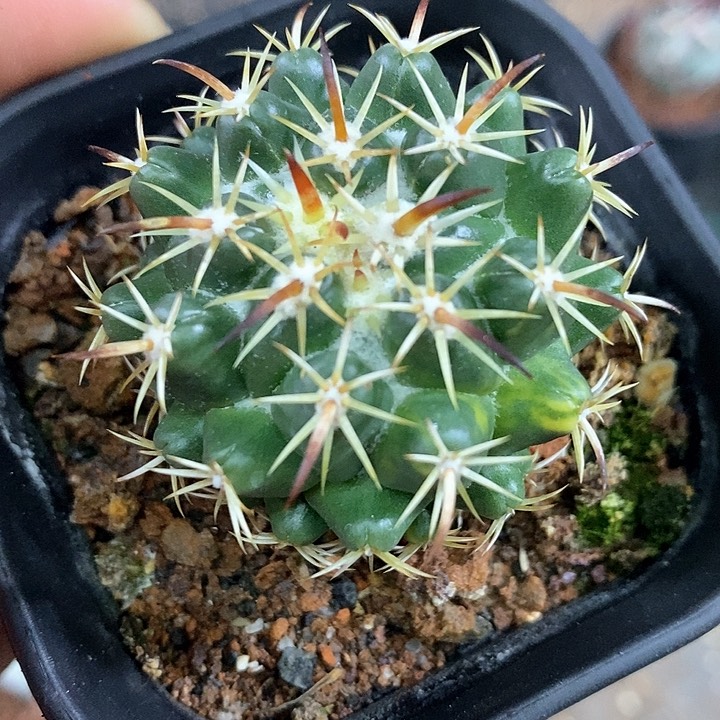 孤品实生优选钢钉锦年货福利