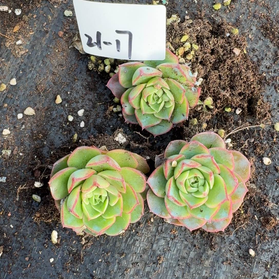 21-17罗西吗瘤子三颗量拍