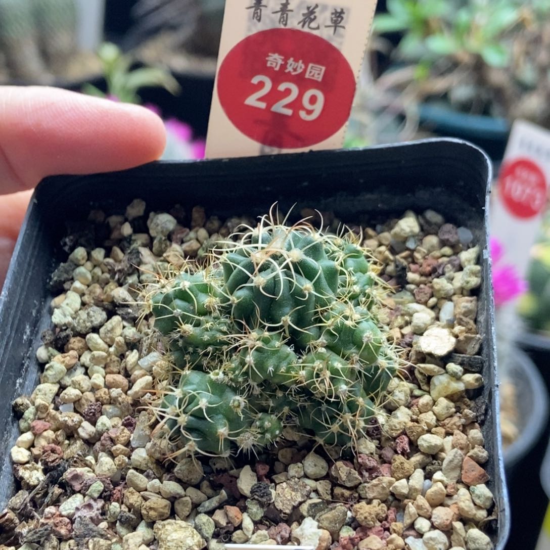 实生卷刺凌波群一颗仙人球