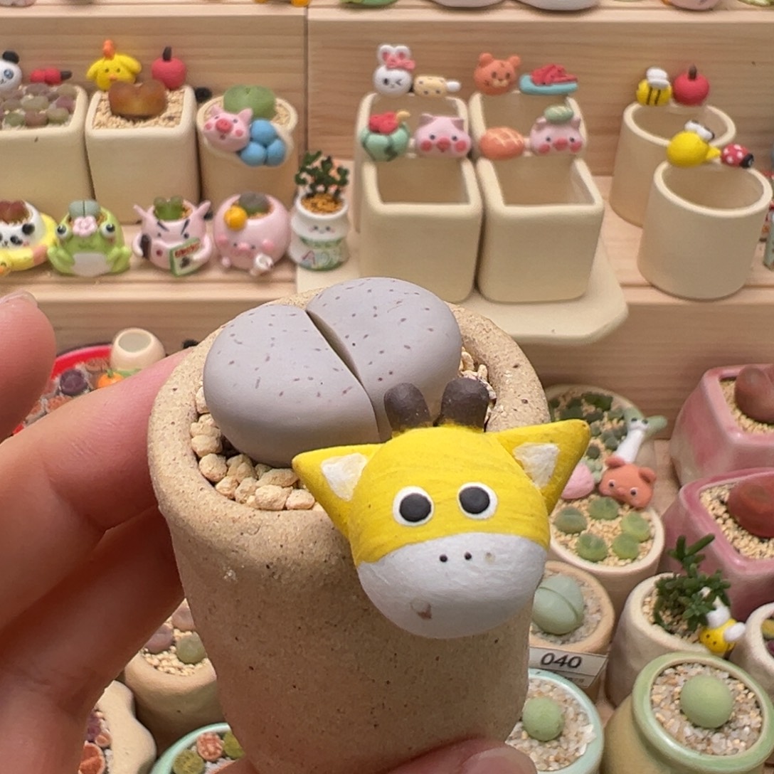 多肉植物41号大白