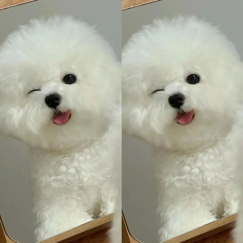 可爱萌宠活体小型宠物狗