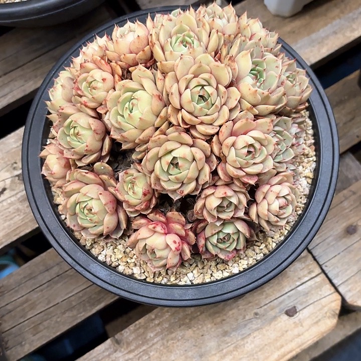 多肉植物，笨吧蒂斯