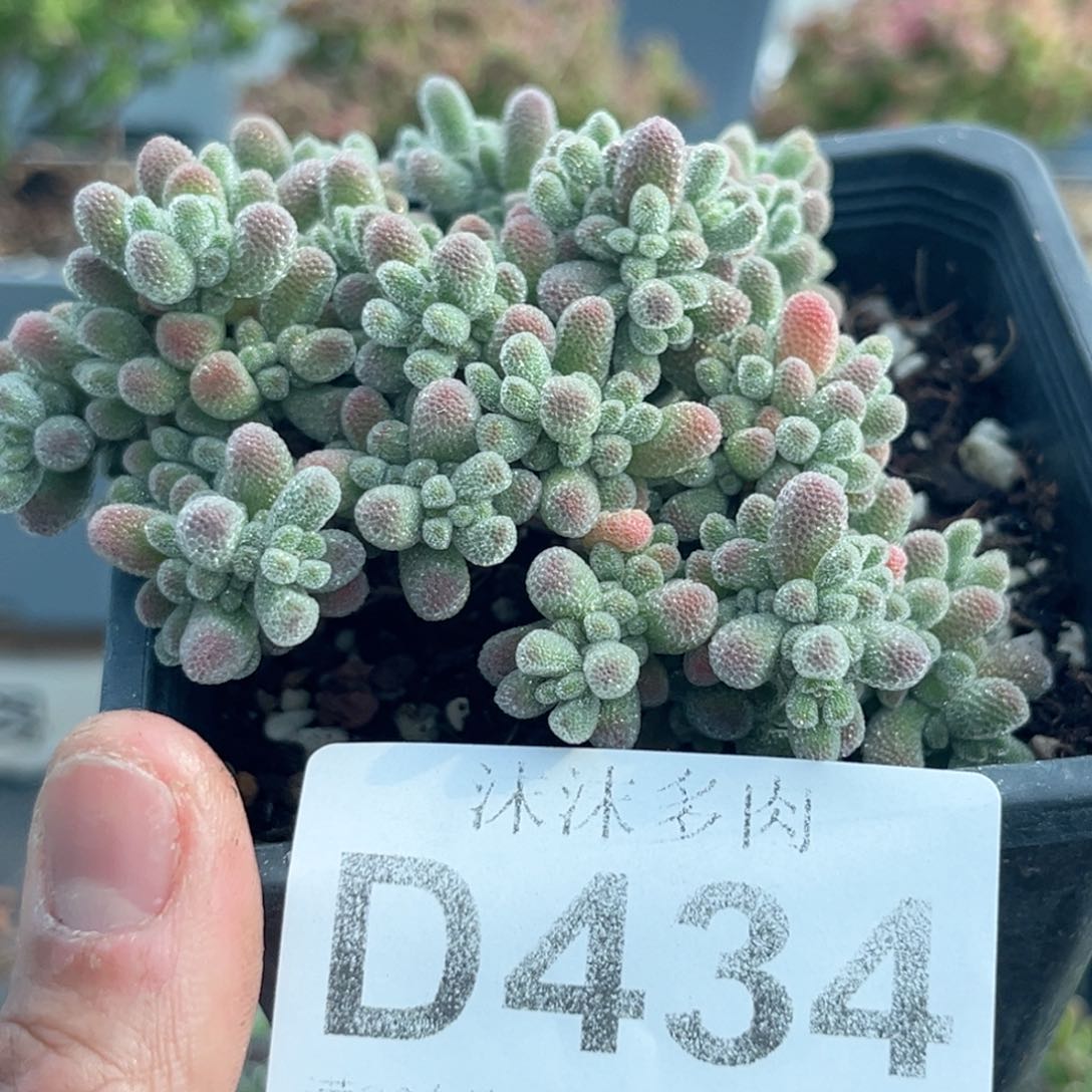 434冰晶枝干番杏