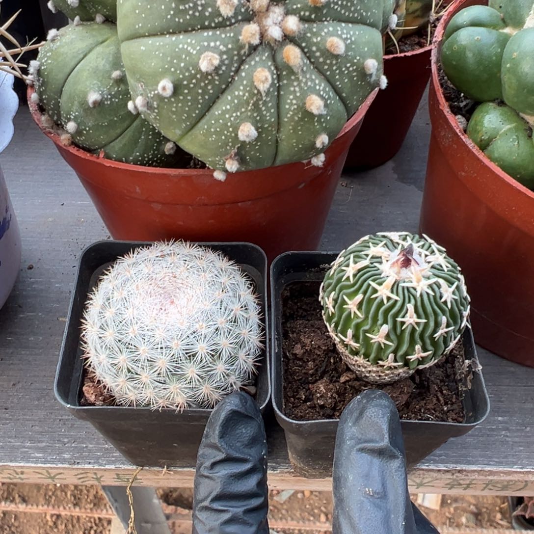 苏***U零零落落 零零落落