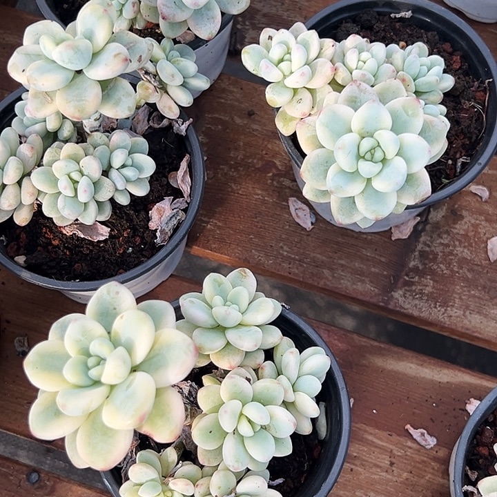 劳尔锦          福利   多多