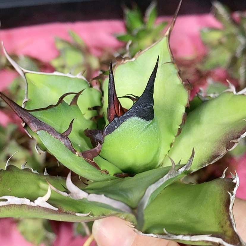 【闪购商品】黑帝斯