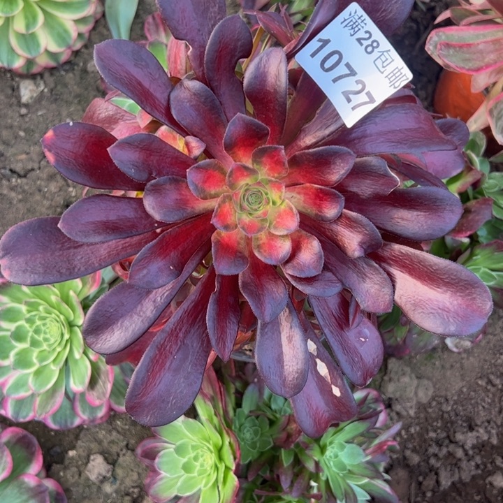 10727南夕阳多肉植物