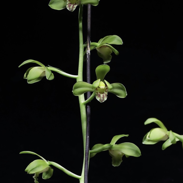 蕙兰老八种【大一品】正品兰花浓香型花卉绿植