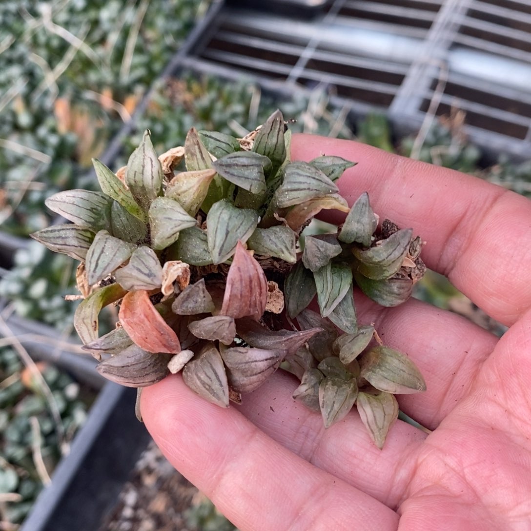 1924 一颗优选小西瓜寿 整点福利