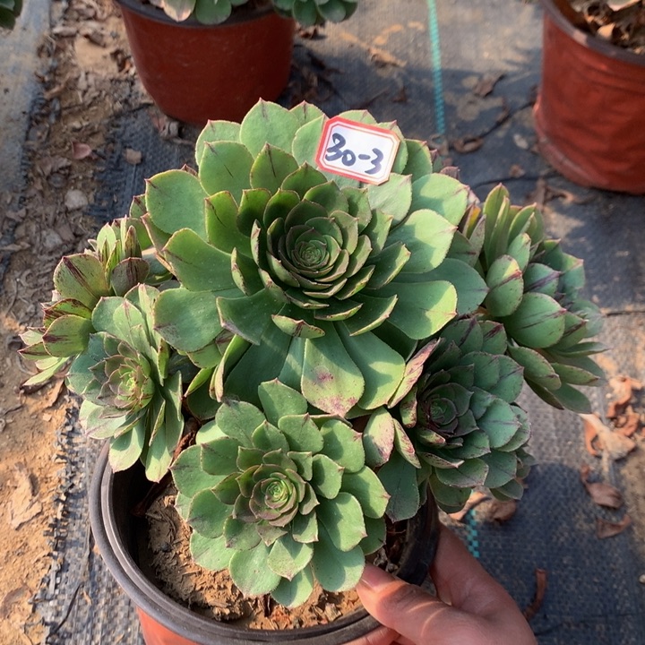 万拉丝微瑕多肉植物30-3