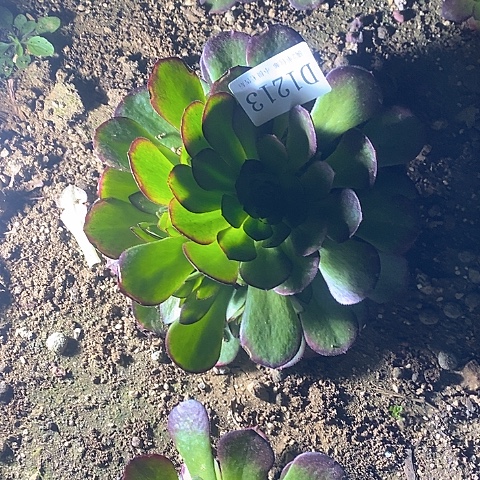 1213雨荷多肉法师锦