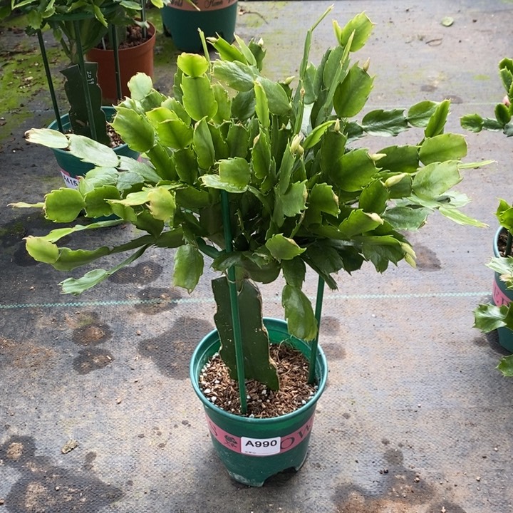 当前无花栽培后可以开花990嫁接057