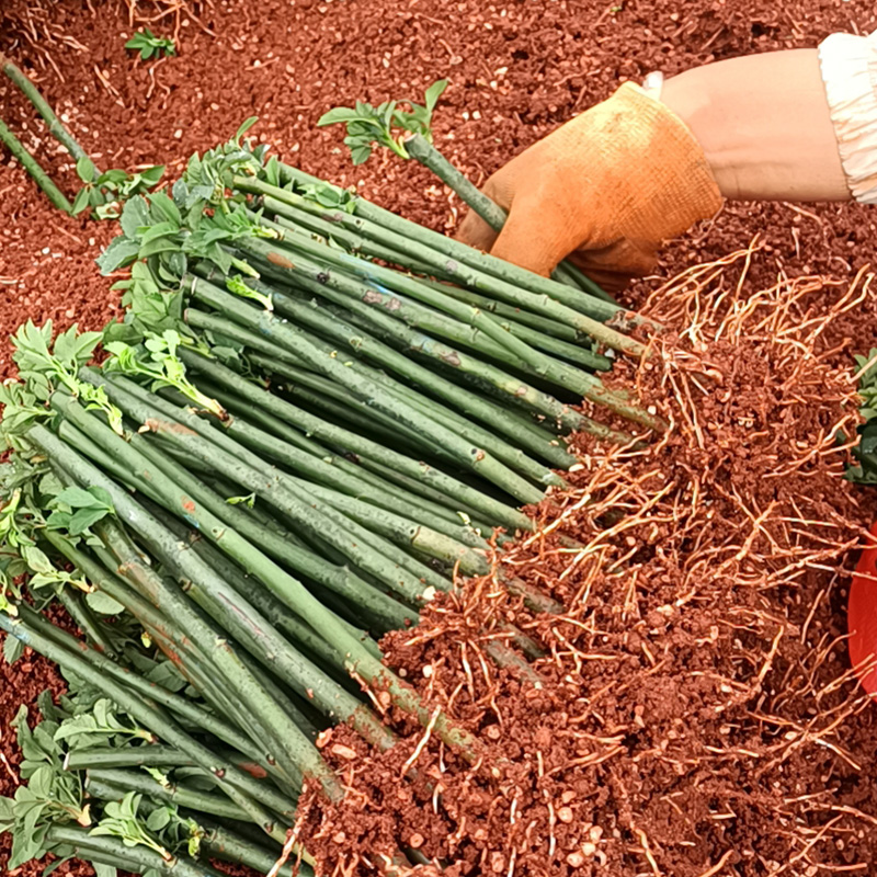 [无刺]新品藤本蔷薇月季爬藤植物多季节开花适合庭院盆栽