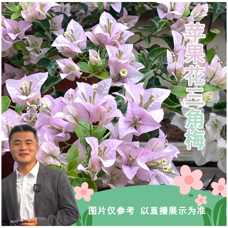 苹果花三角梅喜光易养护勤花室内室外阳台庭院花卉盆栽地栽
