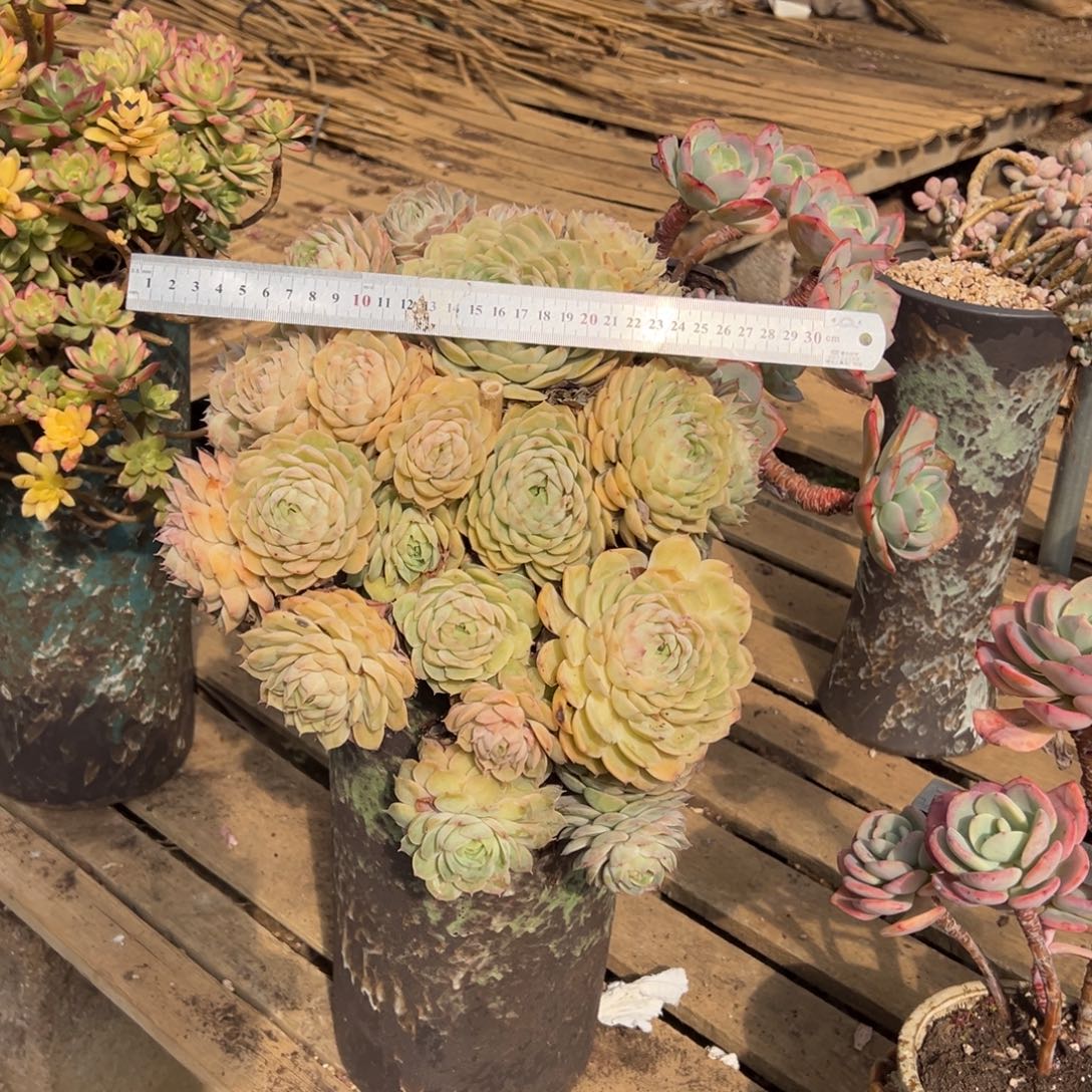 露养老桩脱土裸根昂斯诺