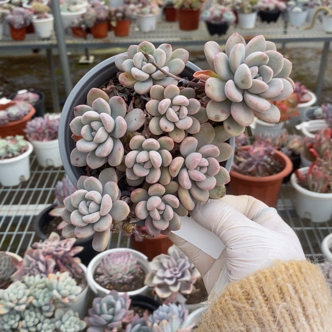 4812白鹭老桩一物一拍